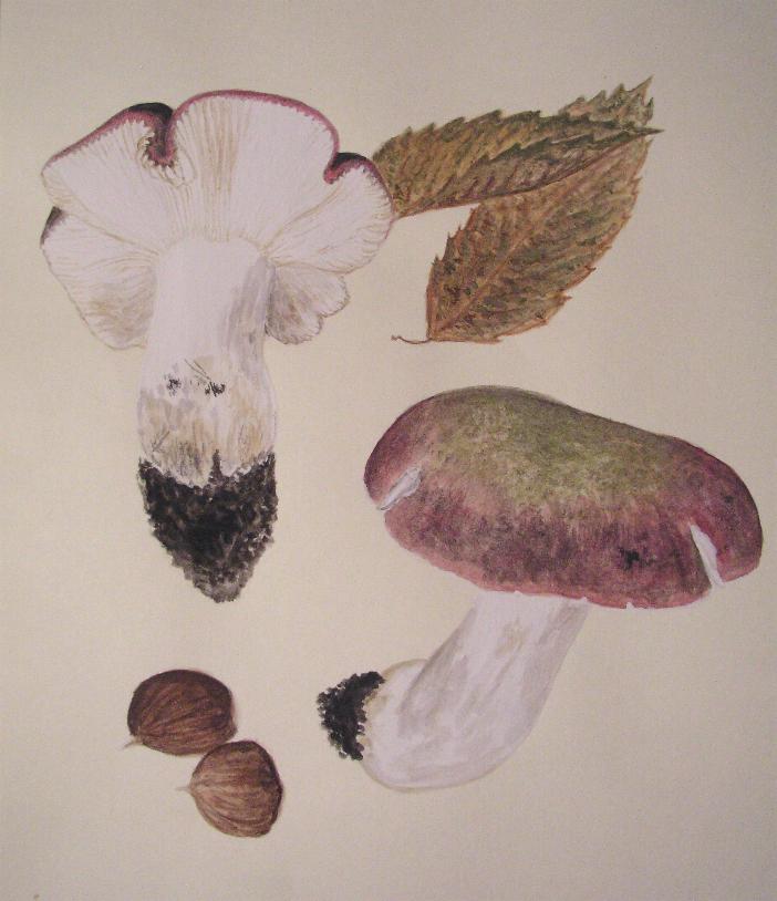 Russula  atropurpurea (Krombholz) britzelmayr